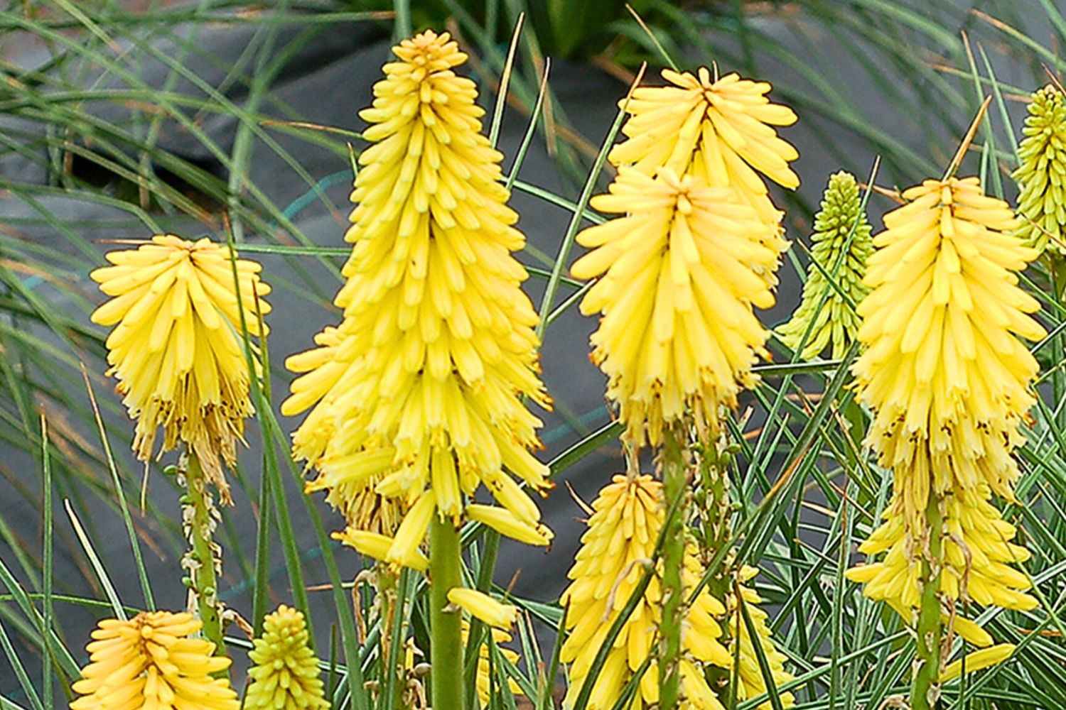Kniphofia 'Poco Yellow' Fackellilie