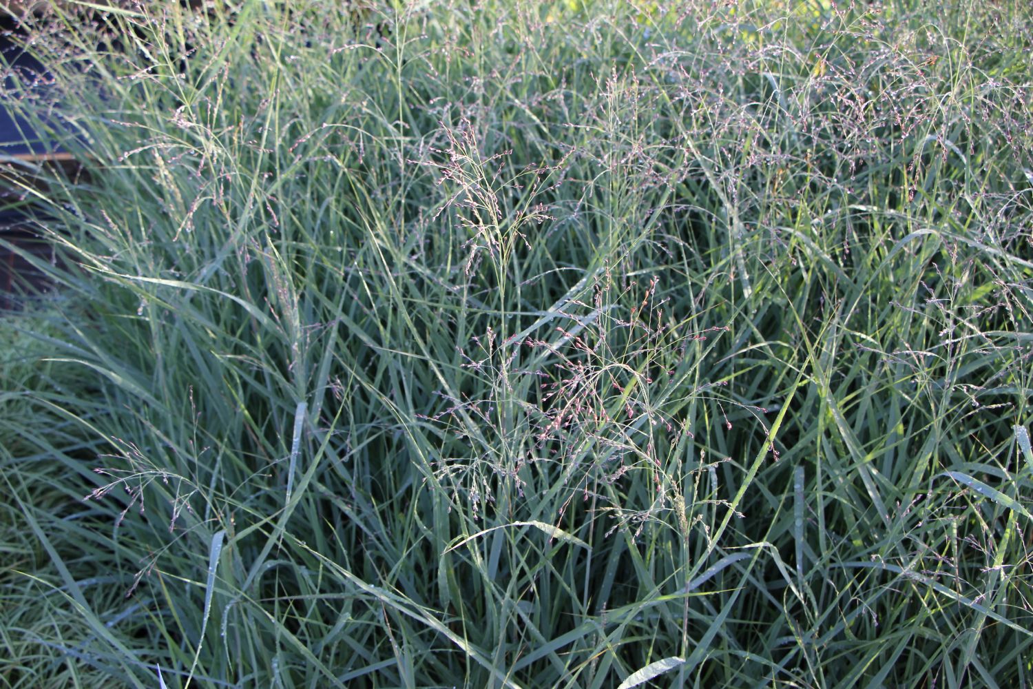 Panicum virgatum 'Prairie Sky' Rutenhirse