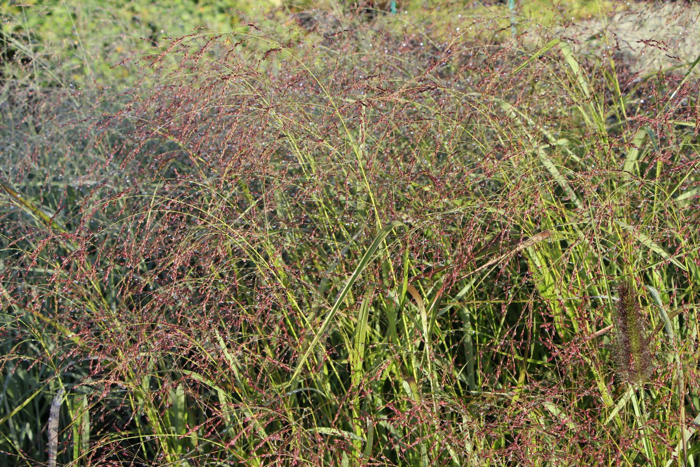 Panicum virgatum 'Warrior' Ruten-Hirse