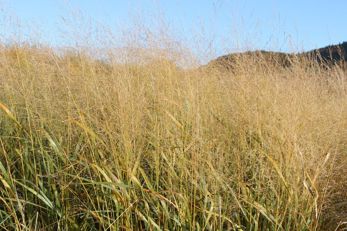 Panicum virgatum 'Warrior' (Ruten-Hirse)