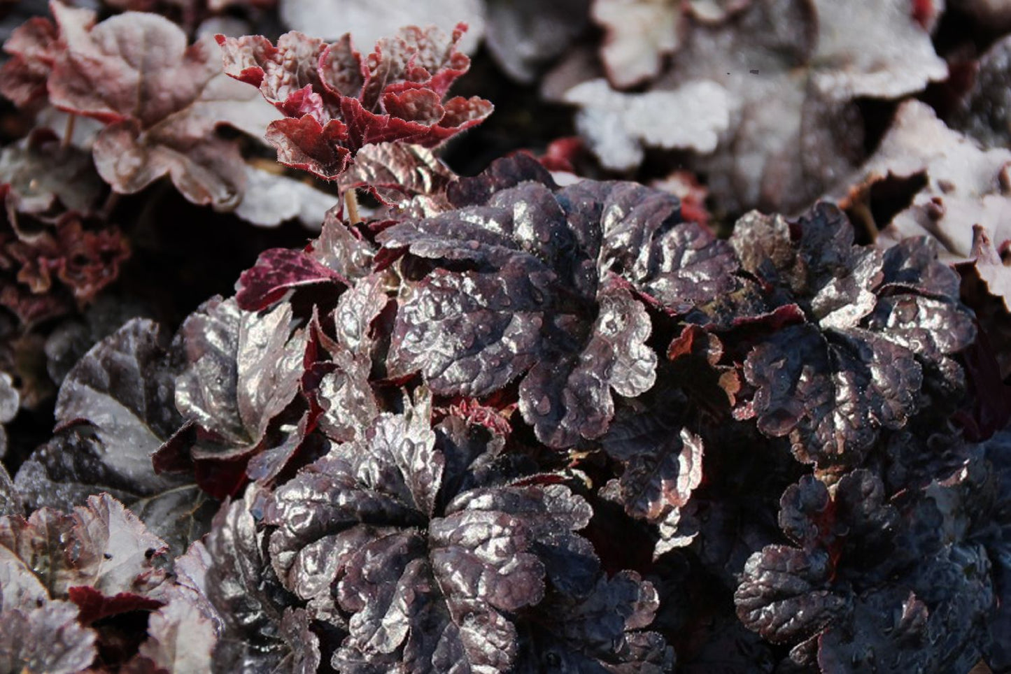 Heucherella 'Onyx' Heucherella