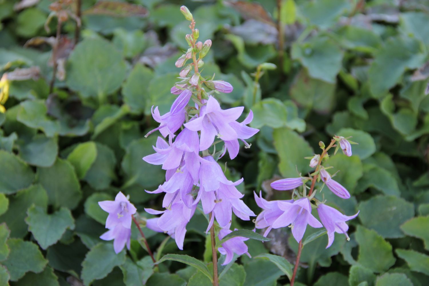 Campanula 'Viking' Glockenblume