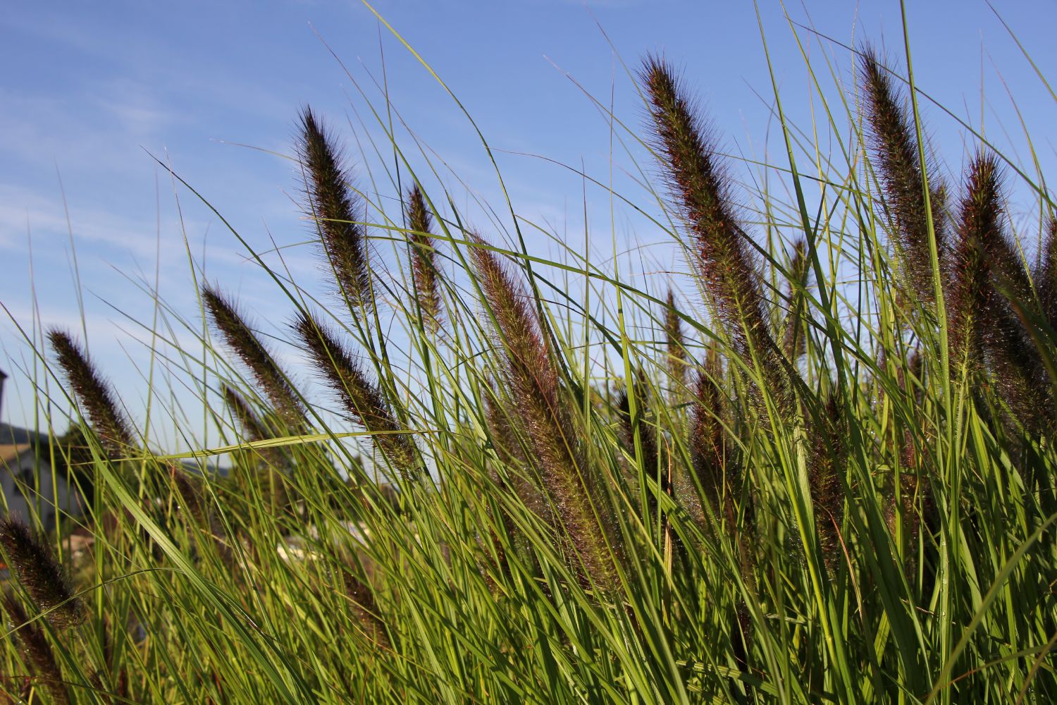 Pennisetum compressum 'Kim's Nightmare' Federborstengras | Lampenputzergras