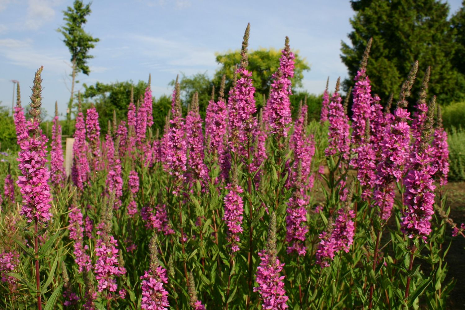 Lythrum salicaria Blut-Weiderich