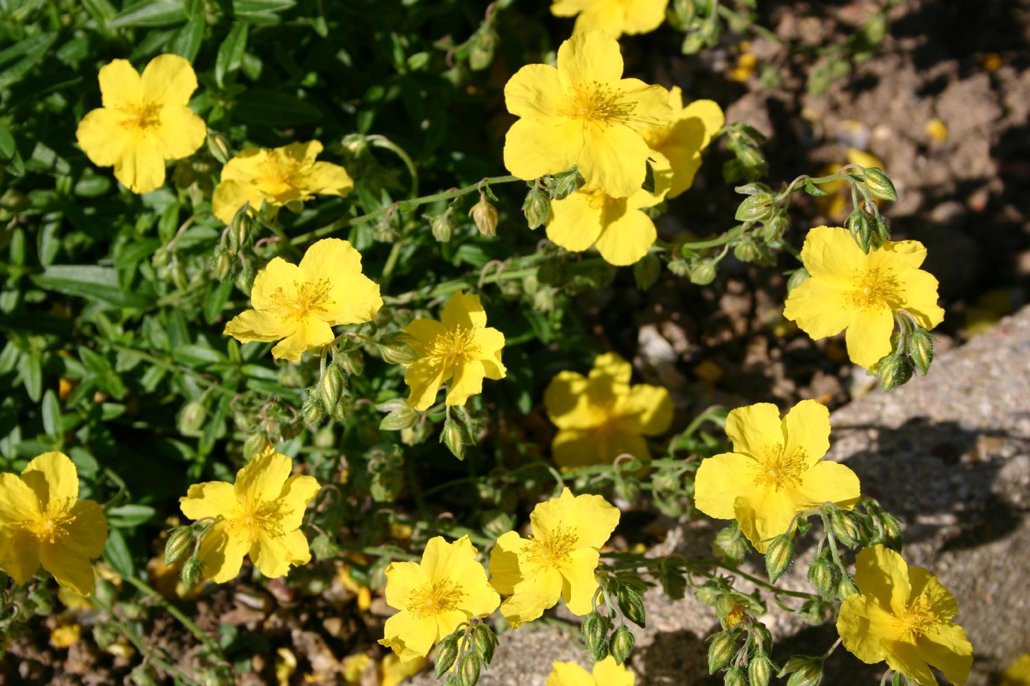 Helianthemum 'Golden Queen' Sonnenröschen