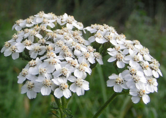 Achillea millefolium Tausendblättrige Schafgarbe
