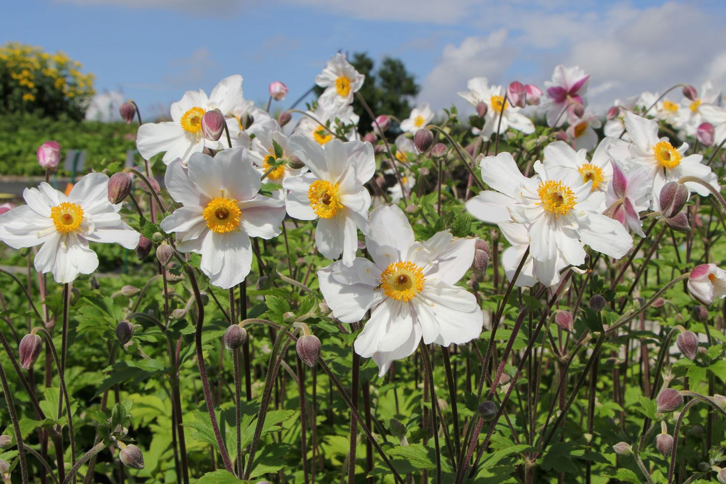 Anemone 'Dainty Swan' Herbst-Anemone Anemone 'Dainty Swan' Herbst-Anemone