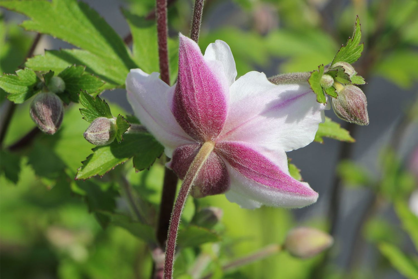 Anemone 'Dainty Swan' (Herbst-Anemone) Anemone 'Dainty Swan' (Herbst-Anemone)