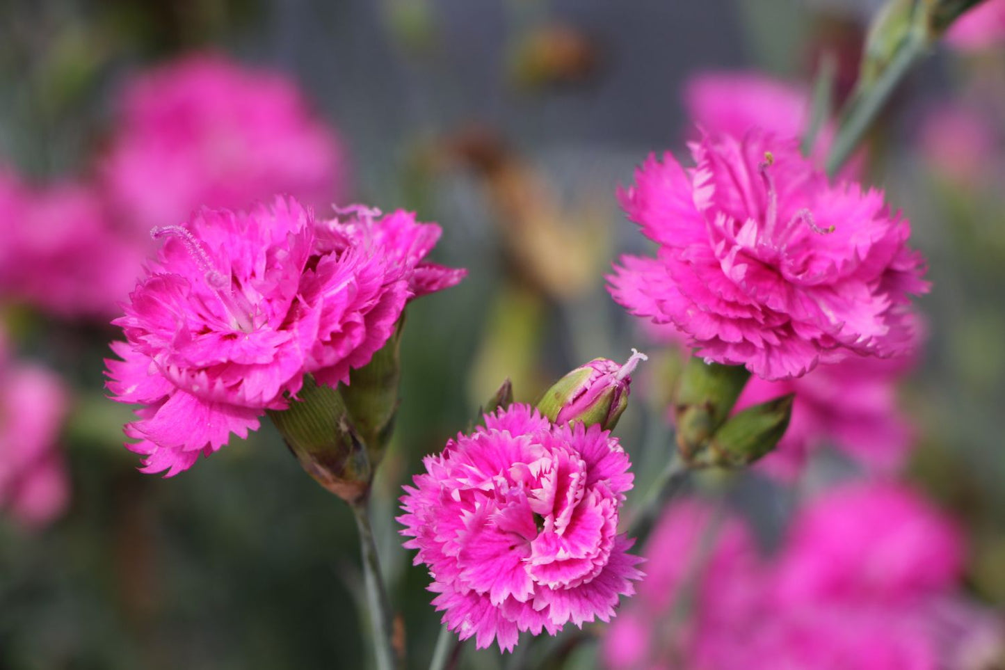 Dianthus plumarius 'Pretty Becky' Federnelke