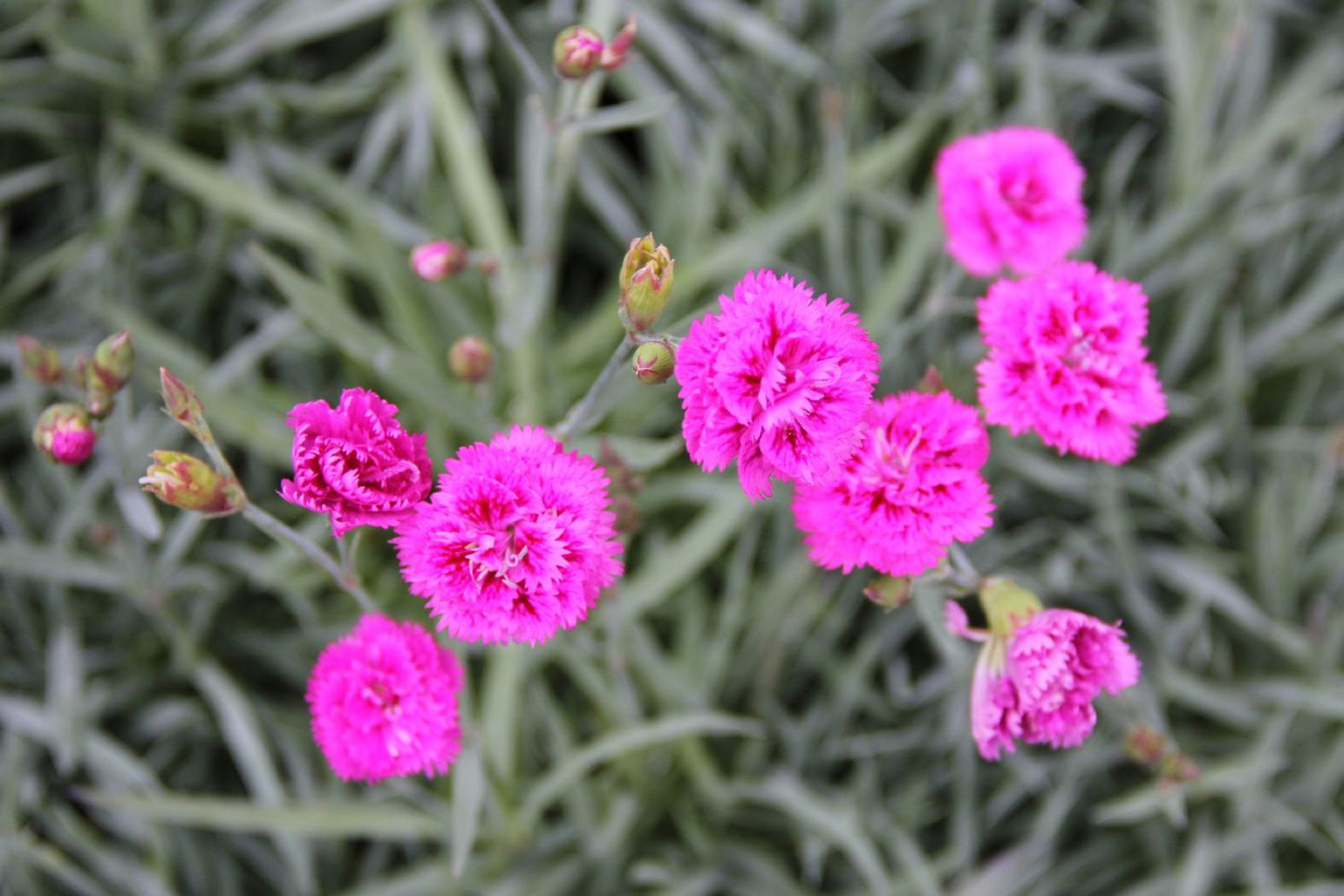 Dianthus plumarius 'Pretty Becky' (Federnelke)