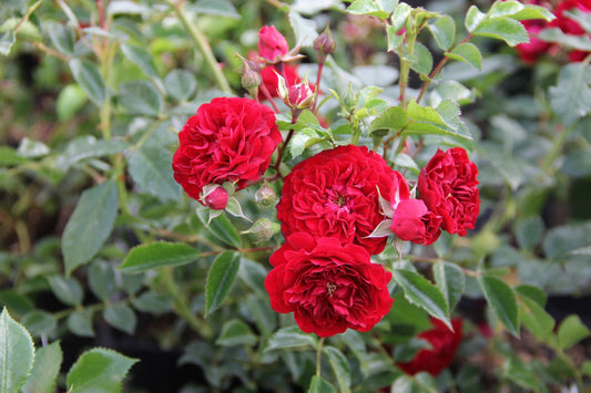 Rose 'Crimson Siluetta' Miniclimber