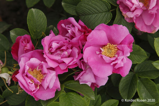 Rose 'Pink Roadrunner' Wildrose