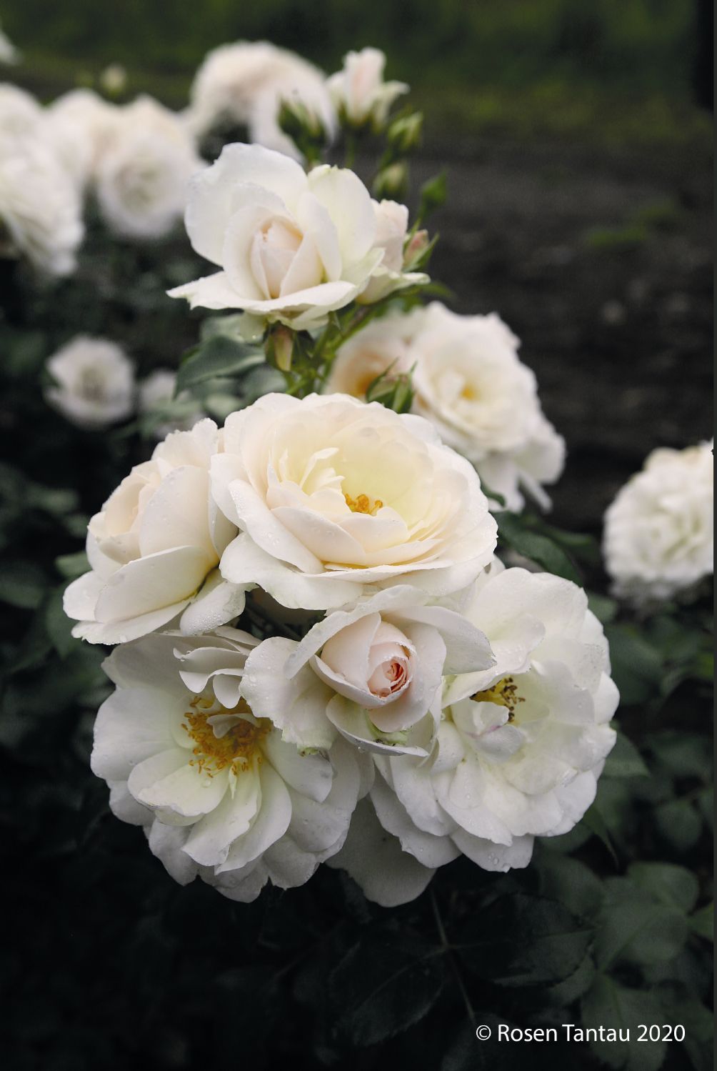 Rose 'Sirius' ® (Beetrose)