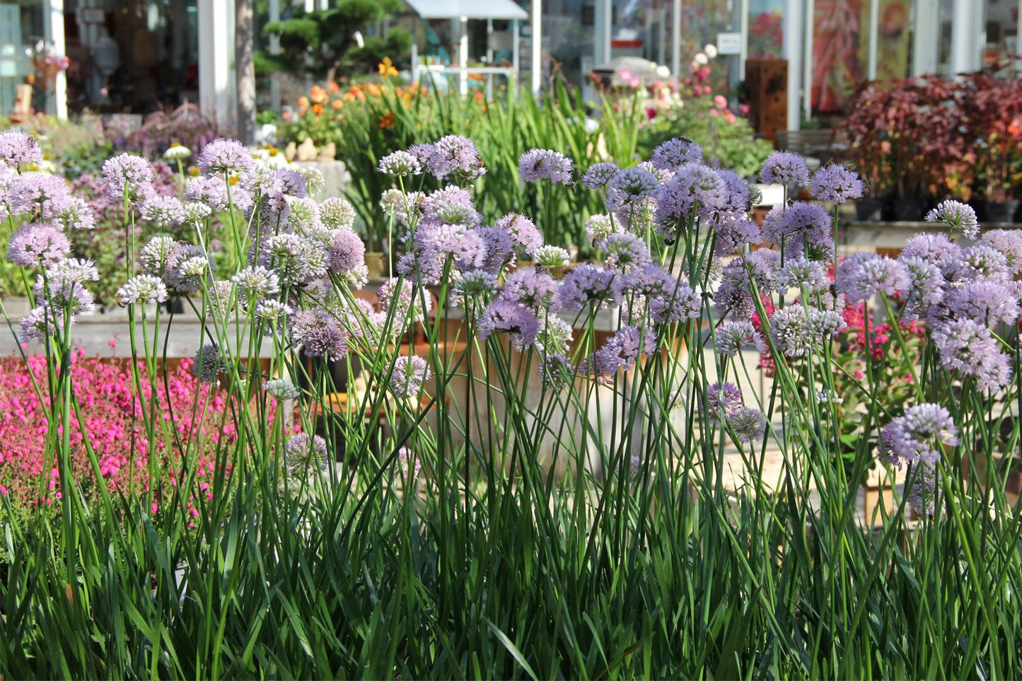 Allium 'Summer Beauty' (Zierlauch)