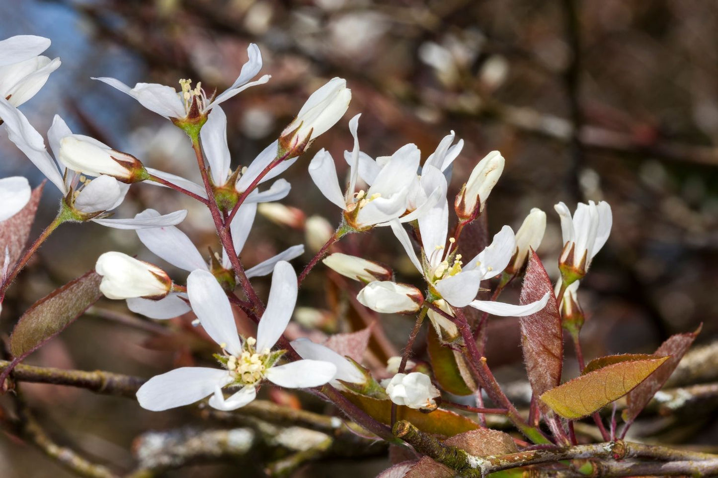 Amelanchier lamarckii Kupfer-Felsenbirne