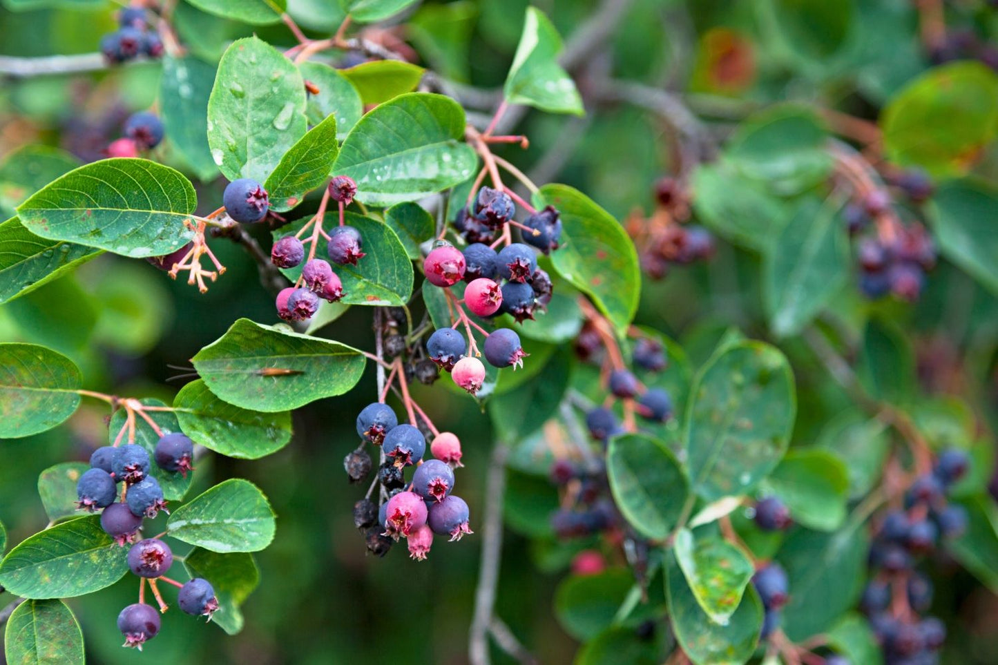 Amelanchier lamarckii (Kupfer-Felsenbirne)