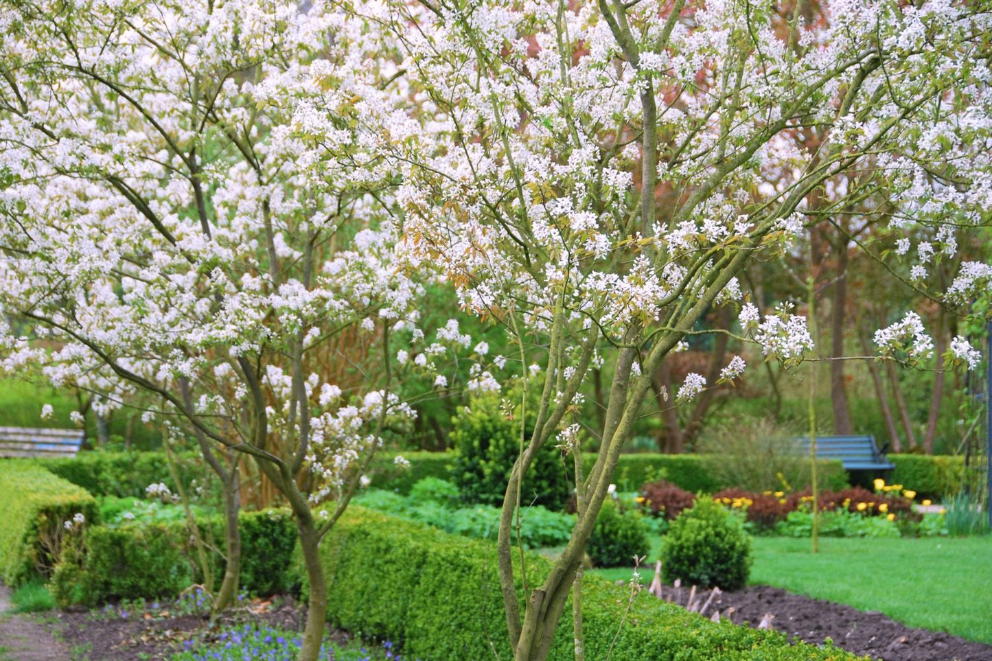 Amelanchier lamarckii (Kupfer-Felsenbirne)
