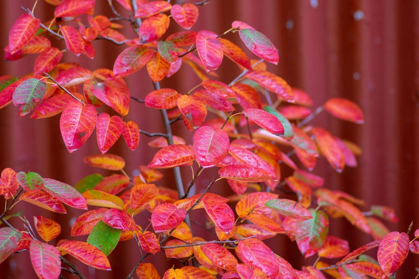 Amelanchier lamarckii (Kupfer-Felsenbirne)