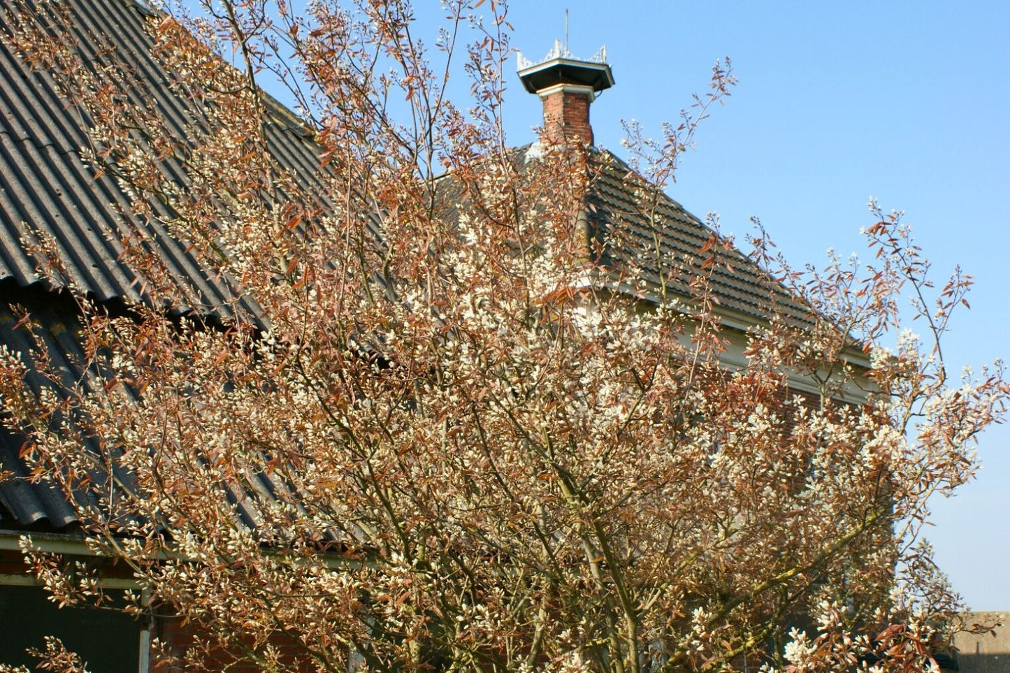 Amelanchier lamarckii (Kupfer-Felsenbirne)