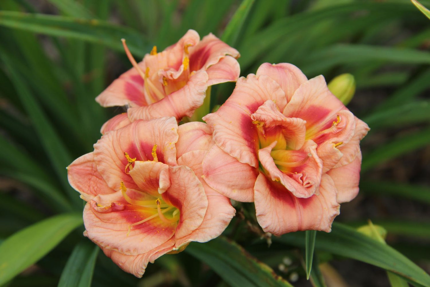 Hemerocallis 'Just my Size' (Miniaturblütige Taglilie)