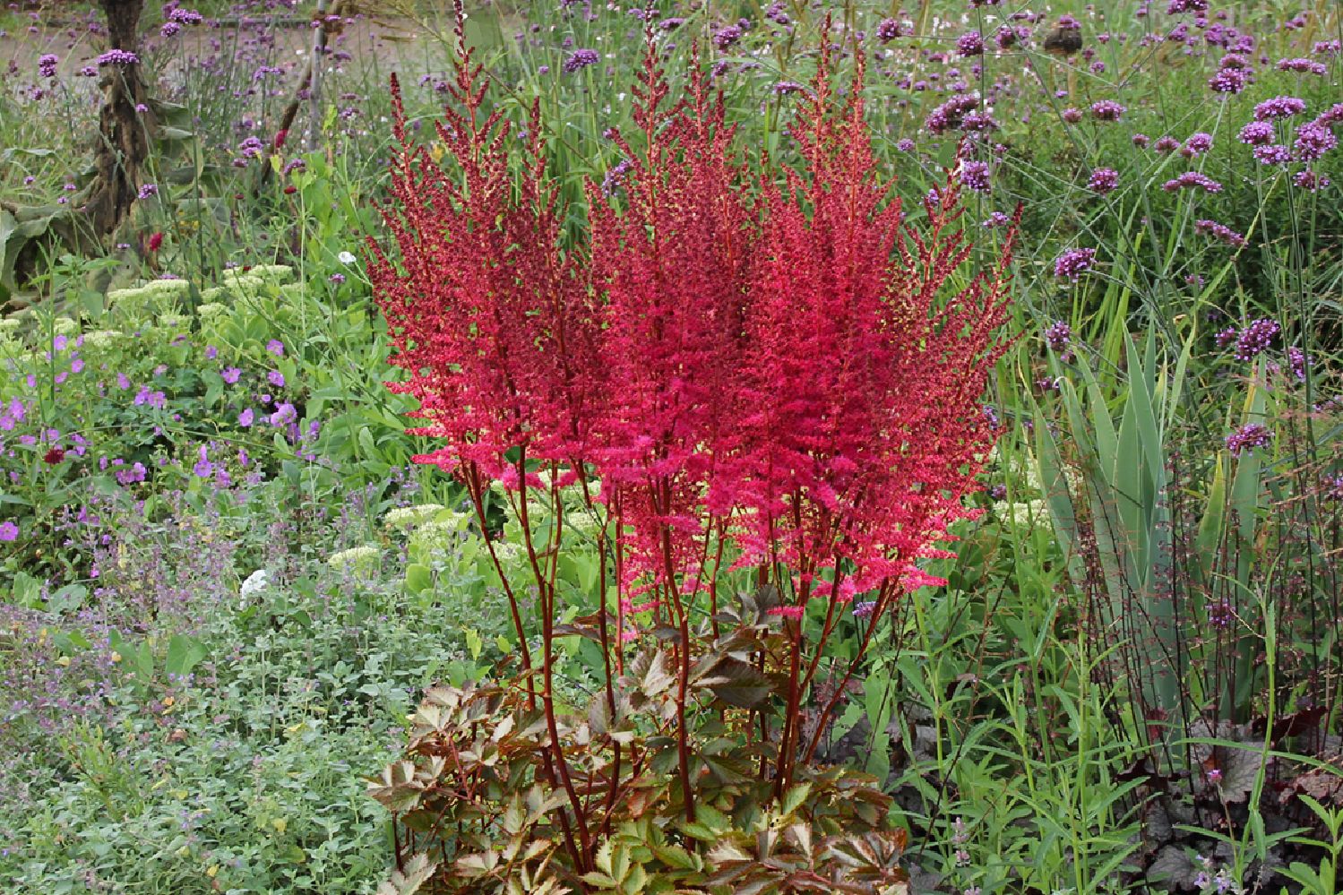 Astilbe 'Mighty Chocolate Cherry' ® Prachtspiere