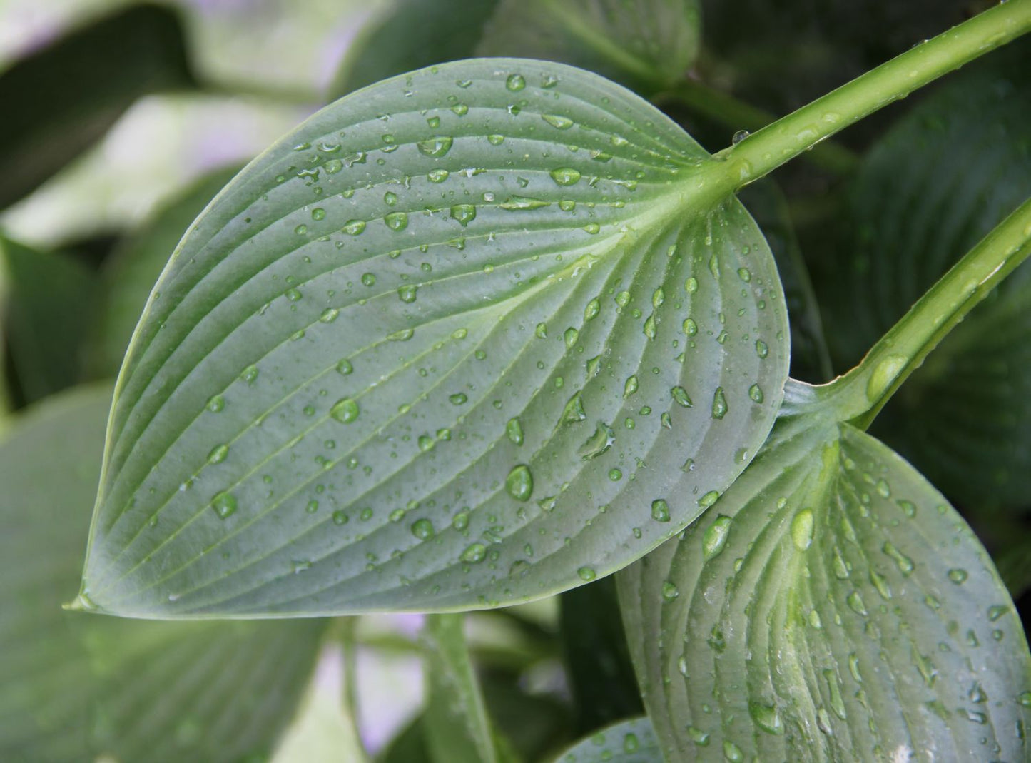 Hosta 'Devon Green' Funkie | Herzblatt-Lilie