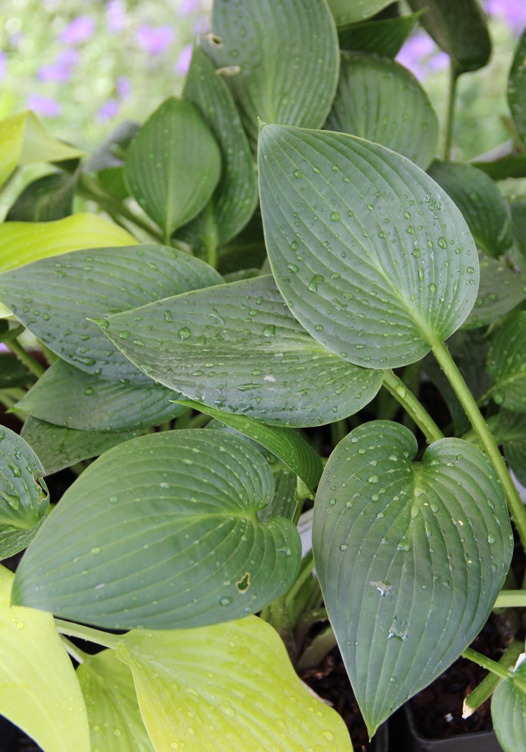 Hosta 'Devon Green' (Funkie | Herzblatt-Lilie)