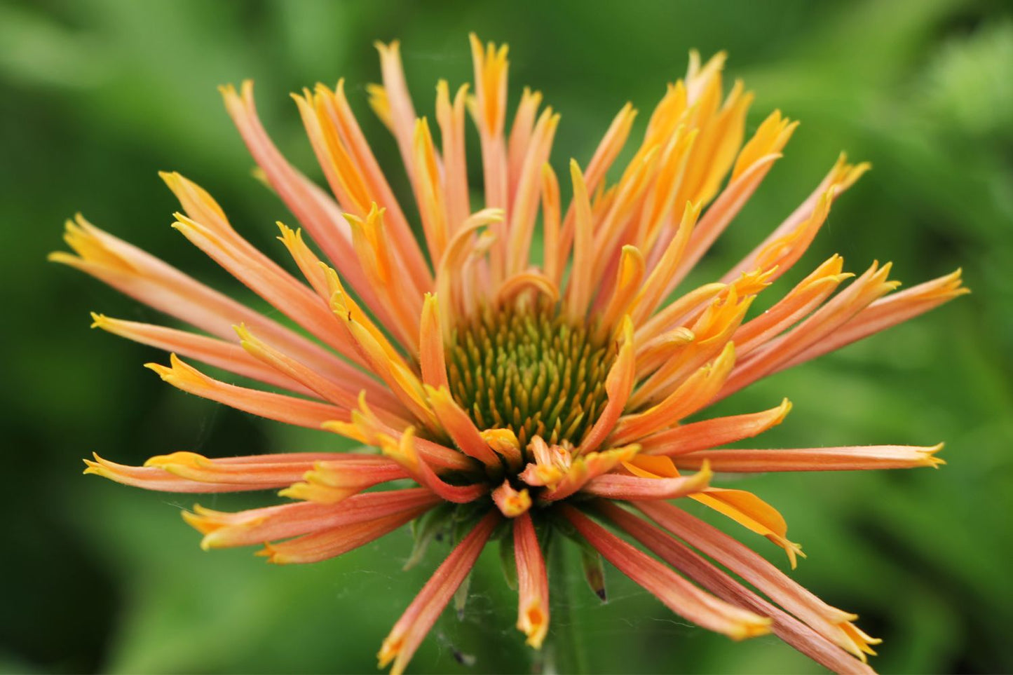 Echinacea 'Big Kahuna'® (Scheinsonnenhut)