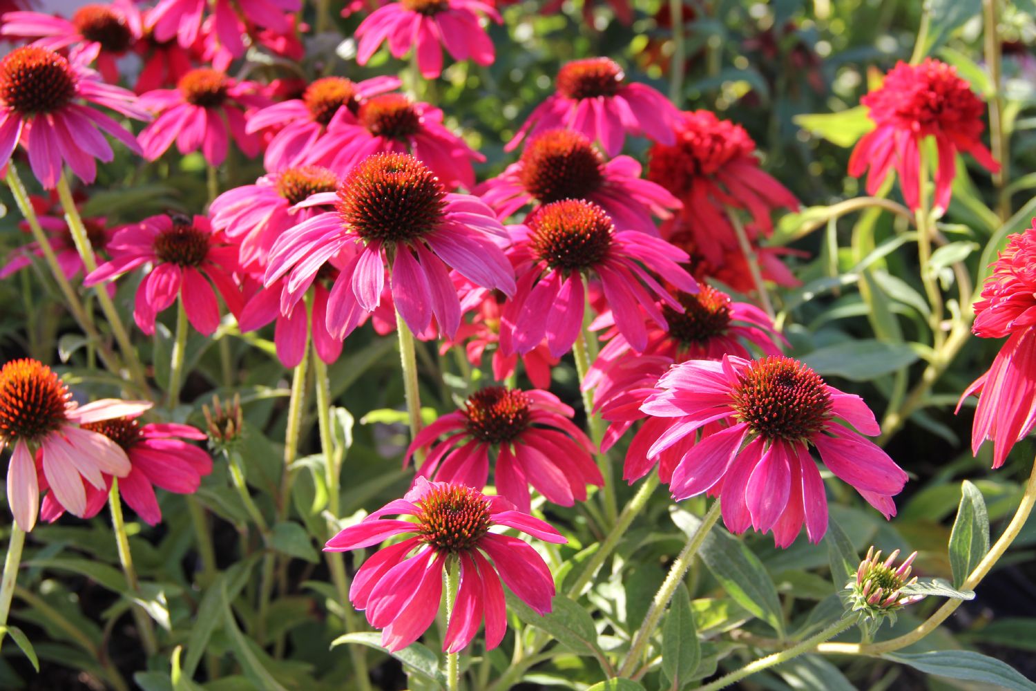 Echinacea 'Magenta Pearl' Scheinsonnenhut