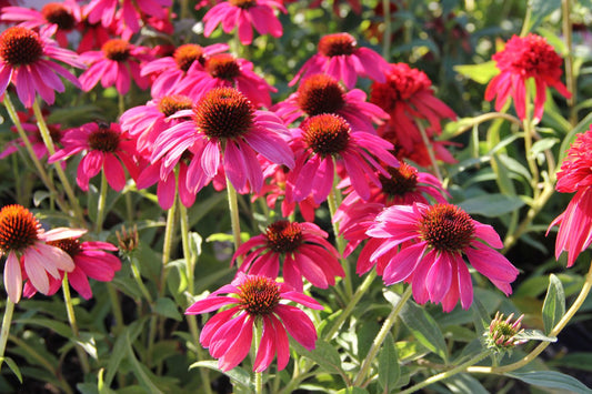 Echinacea 'Magenta Pearl' Scheinsonnenhut