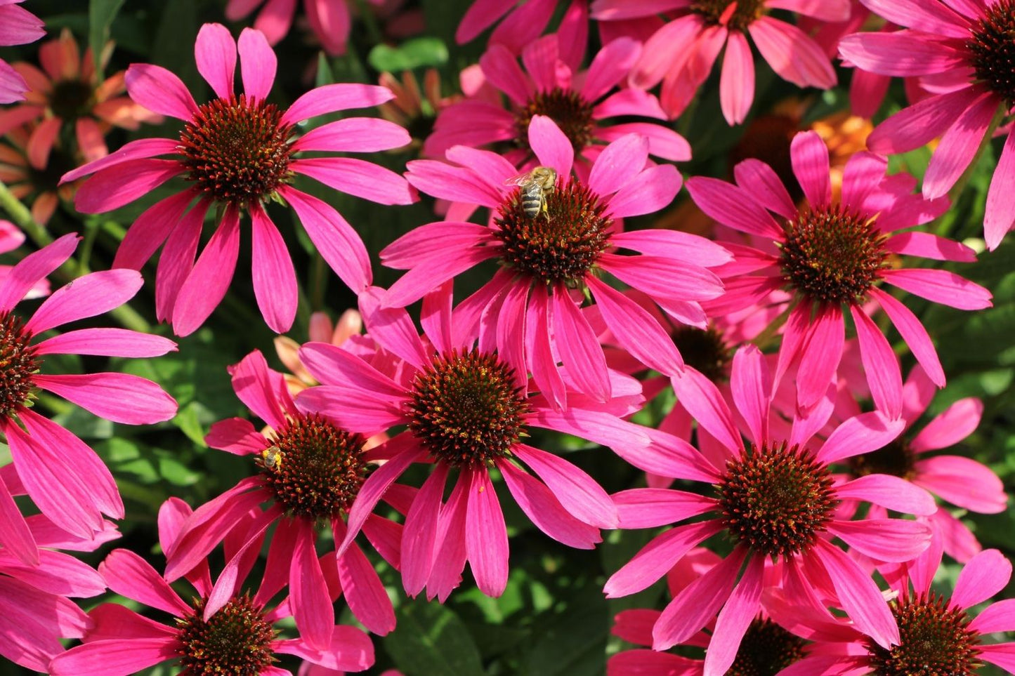 Echinacea 'Magenta Pearl' (Scheinsonnenhut)