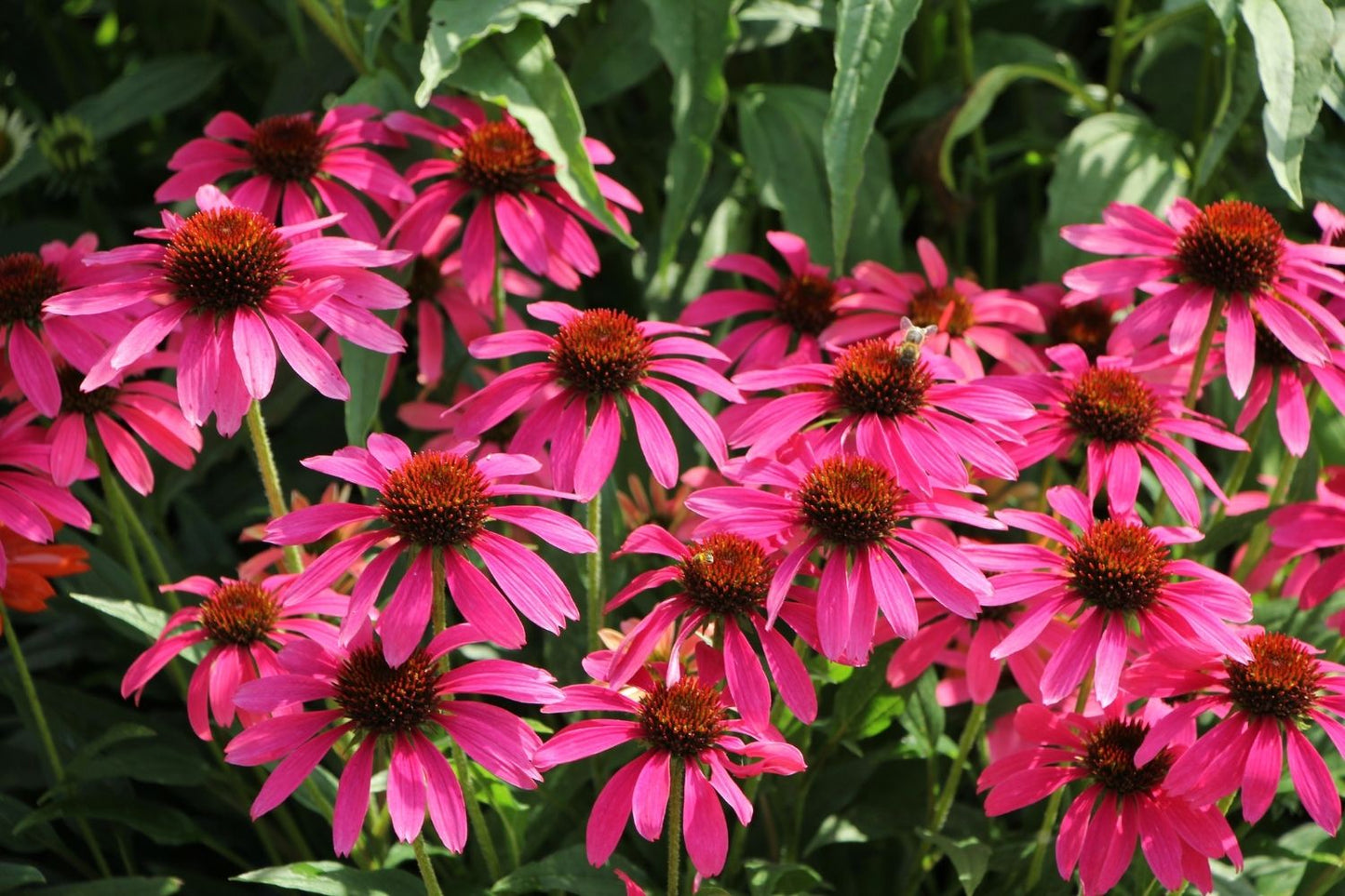 Echinacea 'Magenta Pearl' (Scheinsonnenhut)