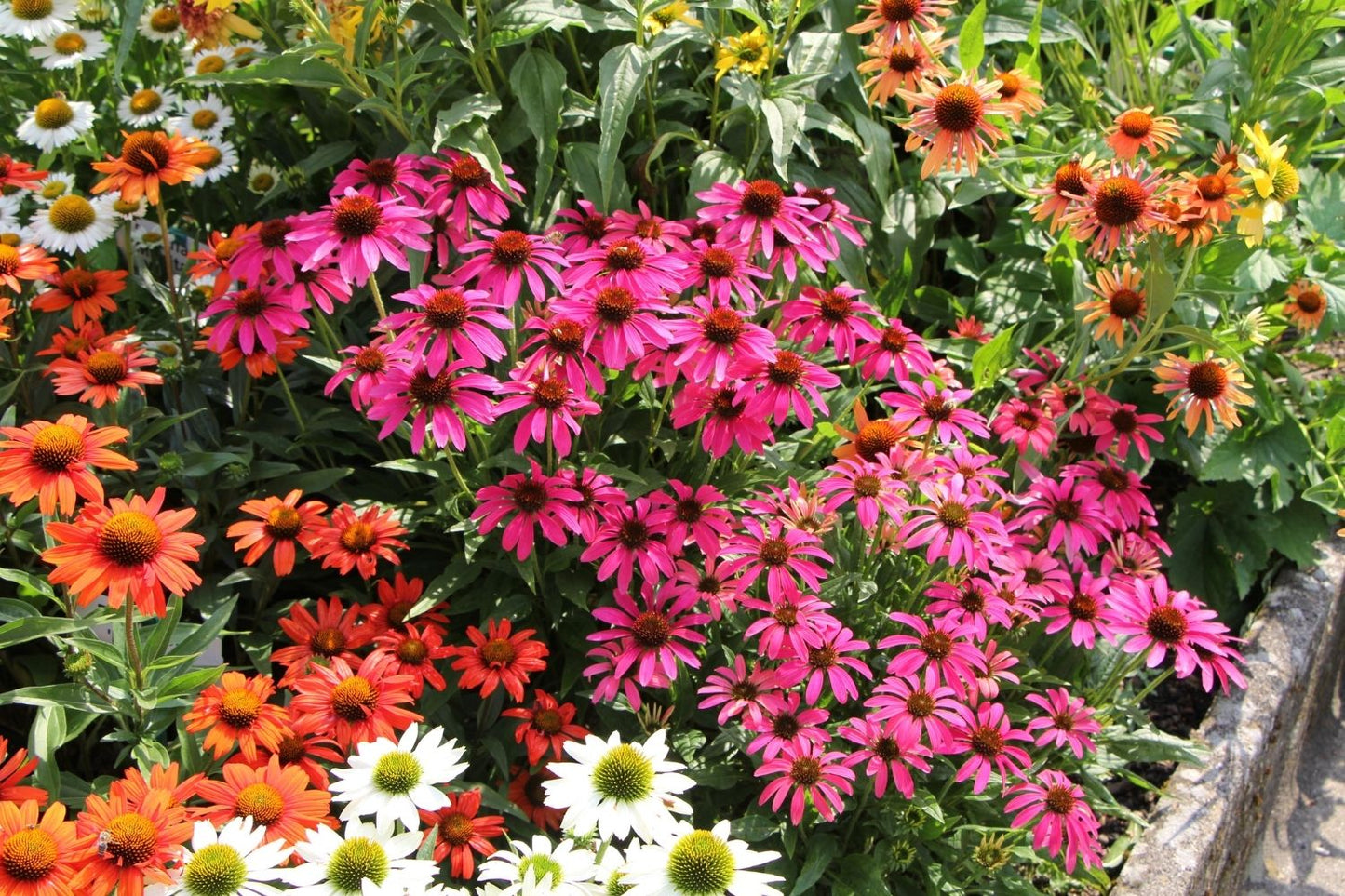 Echinacea 'Magenta Pearl' (Scheinsonnenhut)