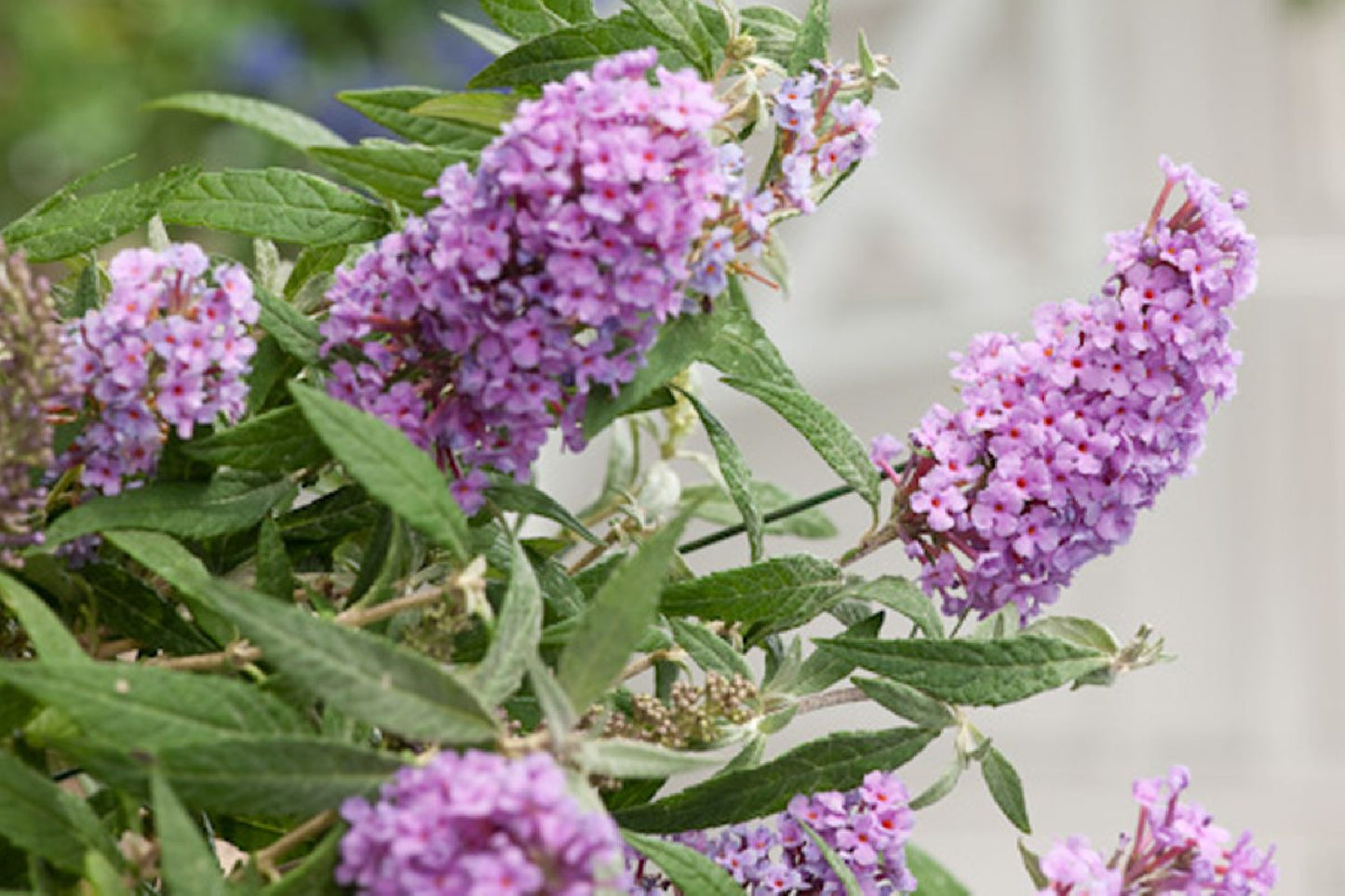Buddleja Buzz® 'Violet' Zwerg-Sommerflieder Buddleja Buzz® 'Violet' Zwerg-Sommerflieder