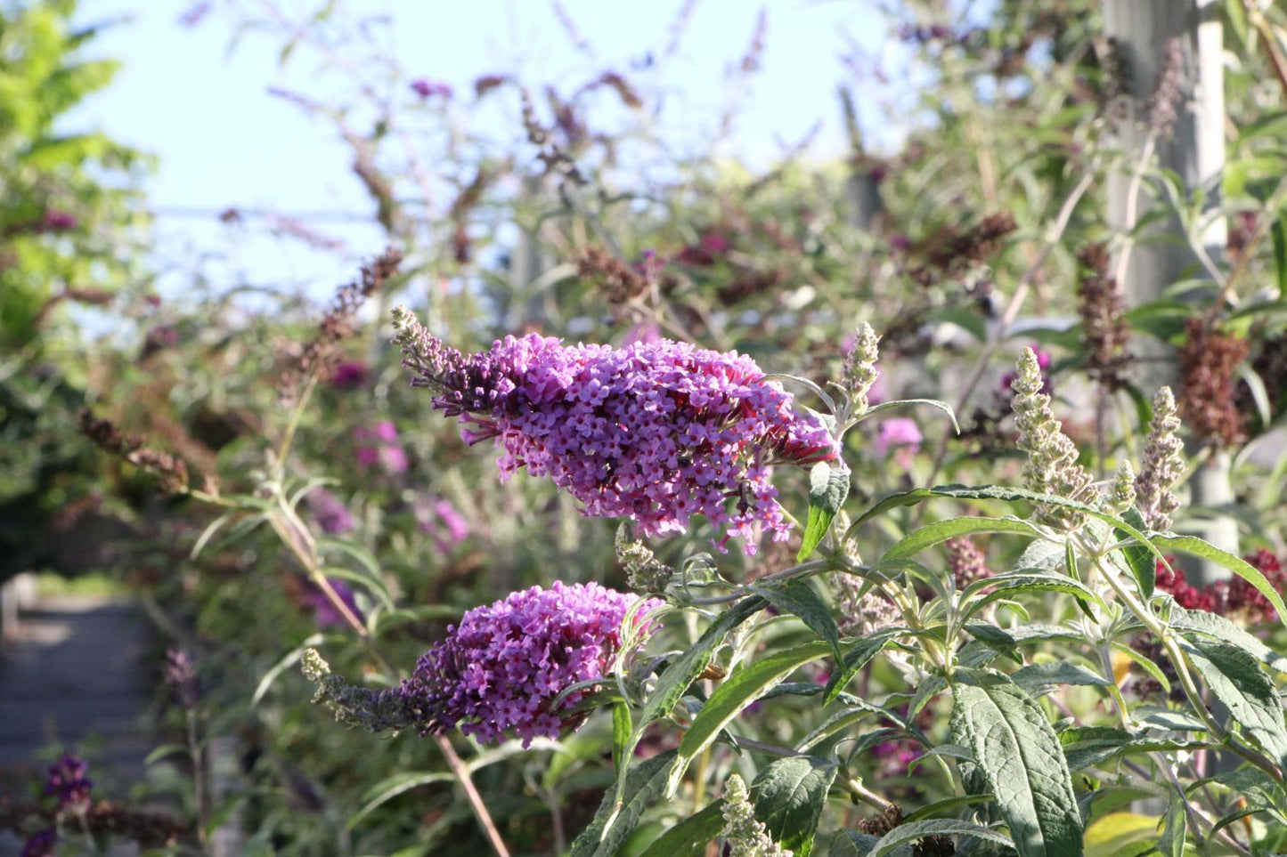 Buddleja Buzz® 'Violet' (Zwerg-Sommerflieder) Buddleja Buzz® 'Violet' (Zwerg-Sommerflieder)