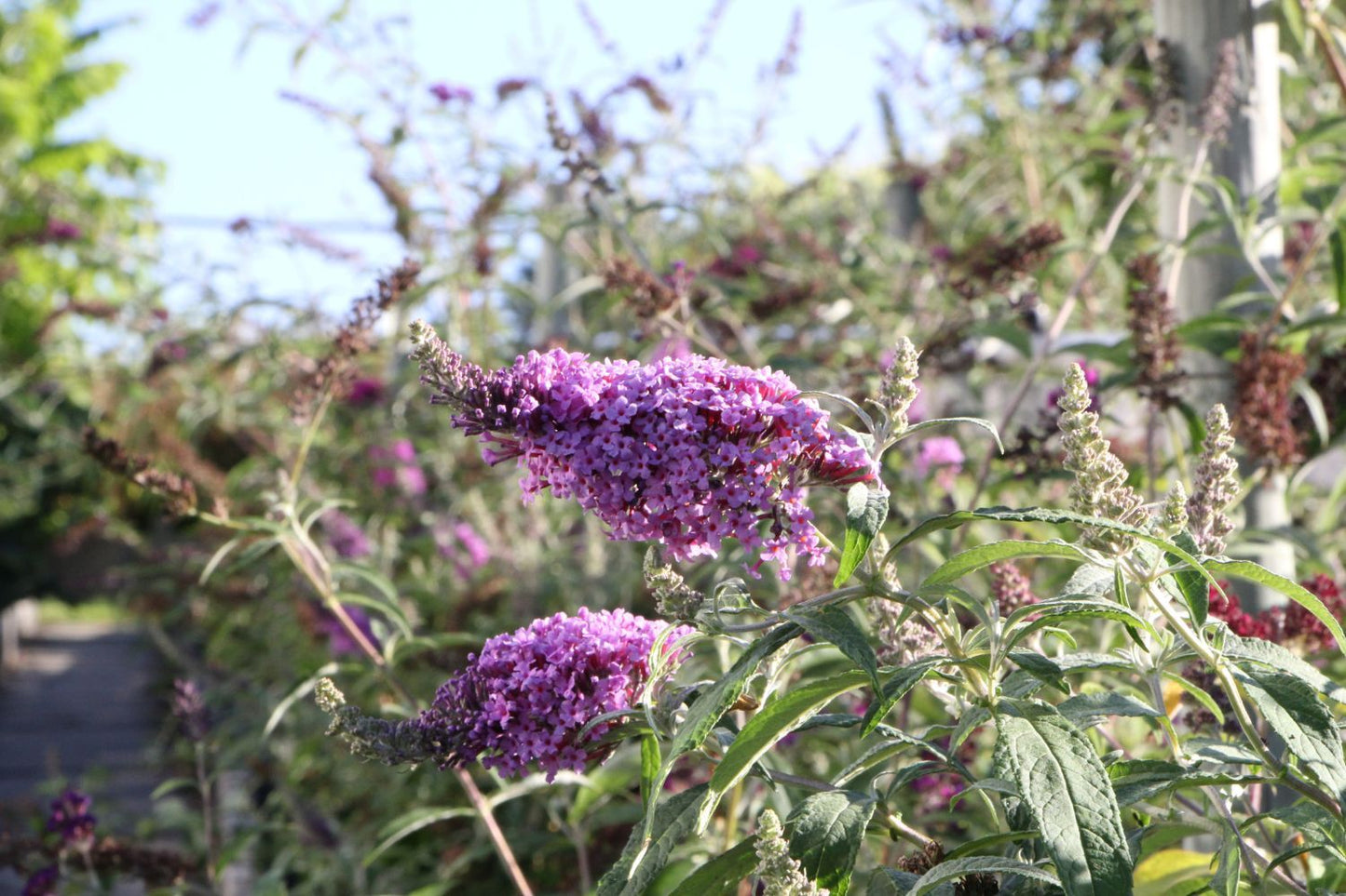 Buddleja Buzz® 'Violet' (Zwerg-Sommerflieder)