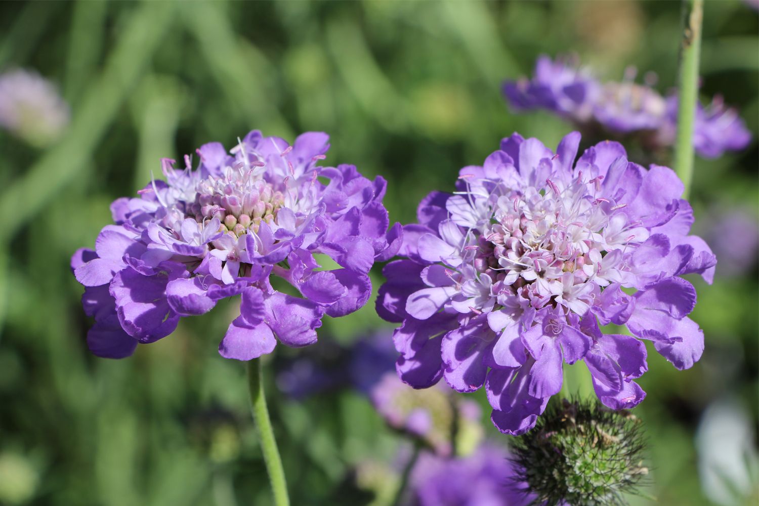 Scabiosa columbaria 'Mariposa Blue' Taubenskabiose