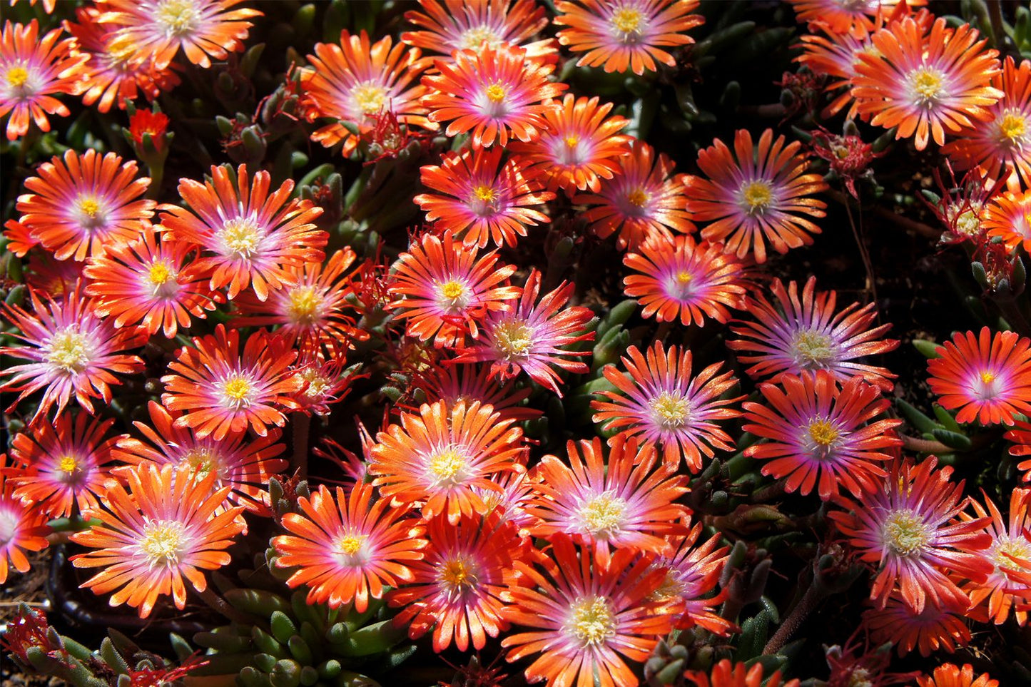 Delosperma 'Jewel of Desert Sunstone' ® (Garten-Mittagsblume)