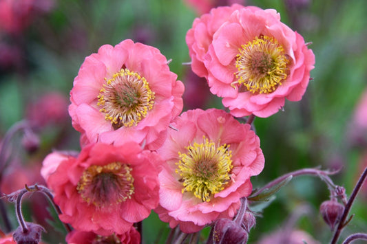 Geum 'Pink Petticoats' Nelkenwurz