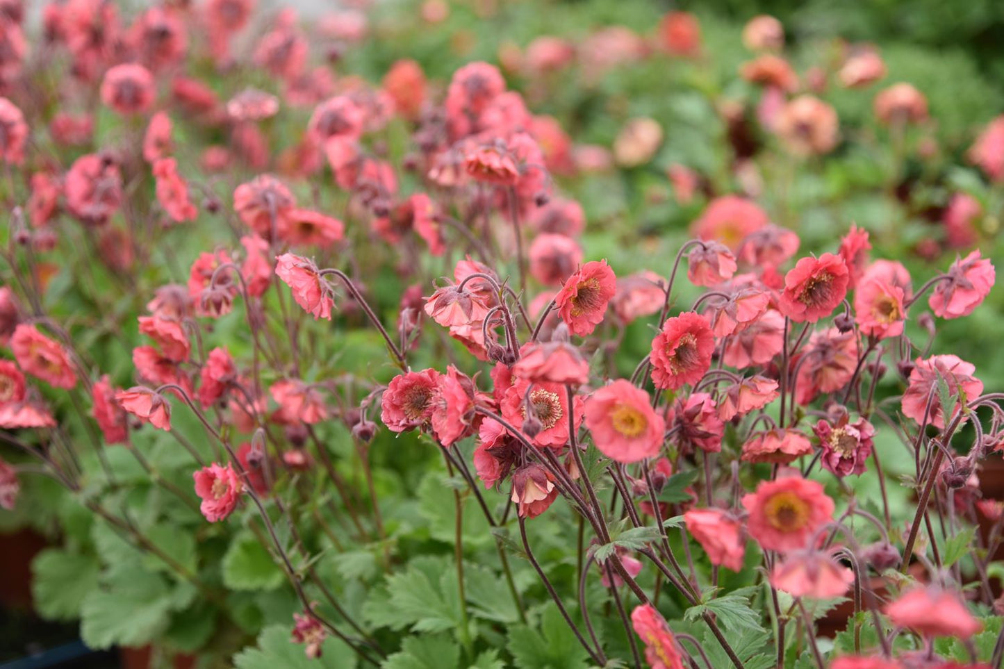 Geum 'Pink Petticoats' (Nelkenwurz)