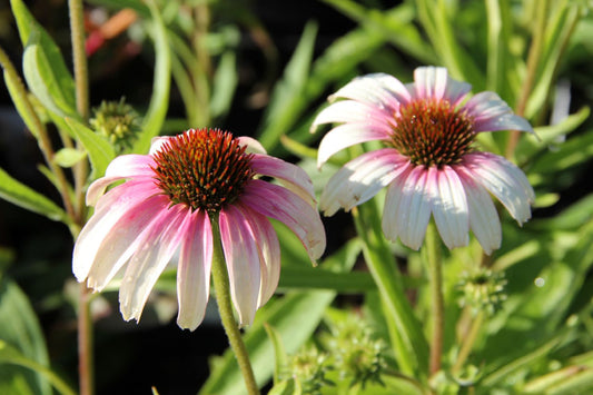 Echinacea 'Fountain Pink Eye' Scheinsonnenhut