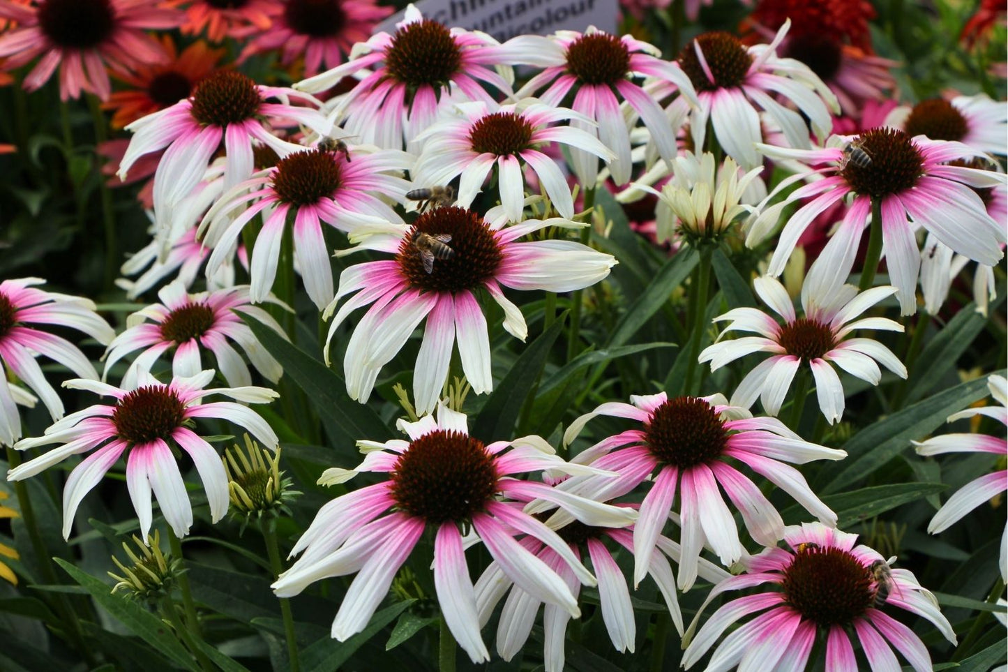Echinacea 'Fountain Pink Eye' (Scheinsonnenhut)
