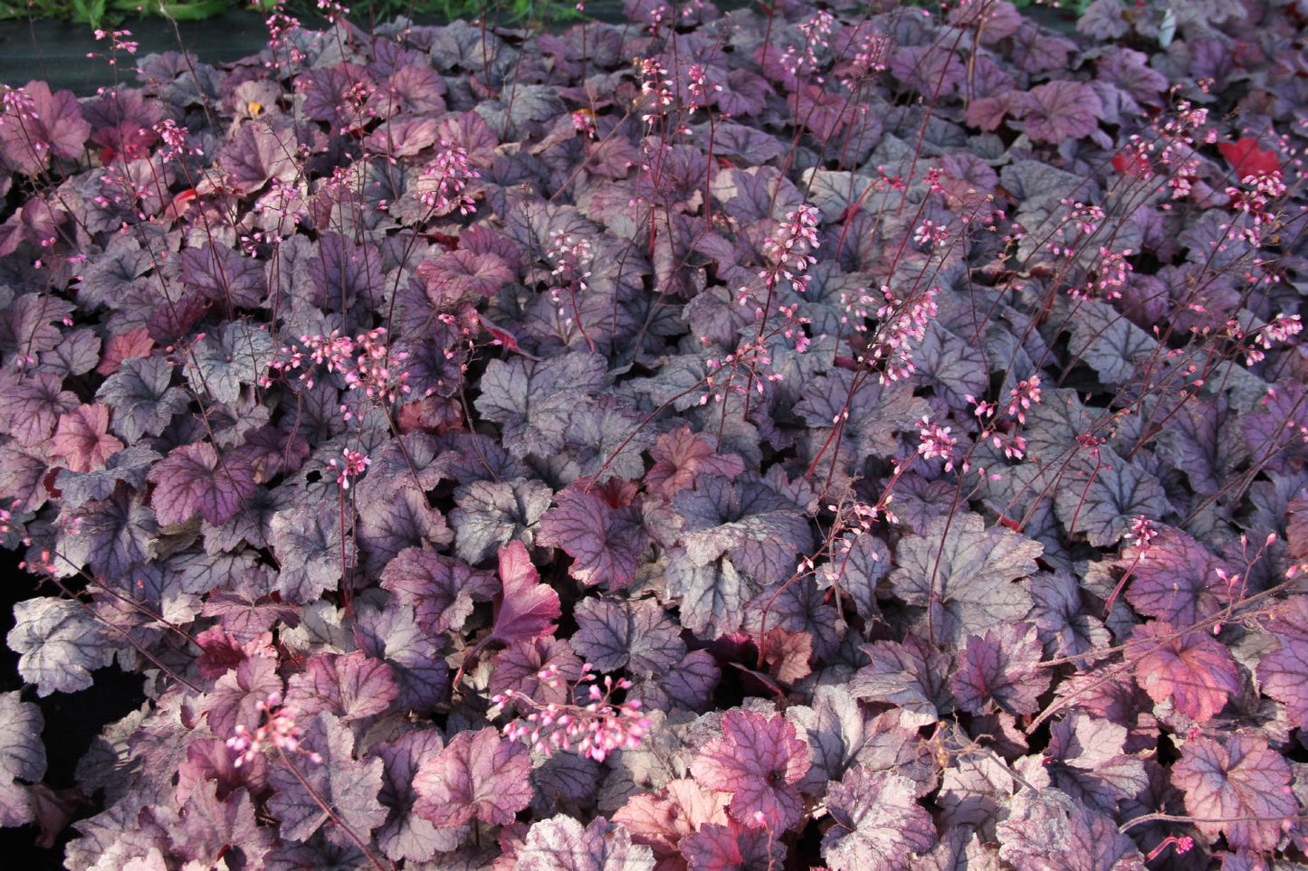 Heuchera 'Georgia Plum' Silberglöckchen