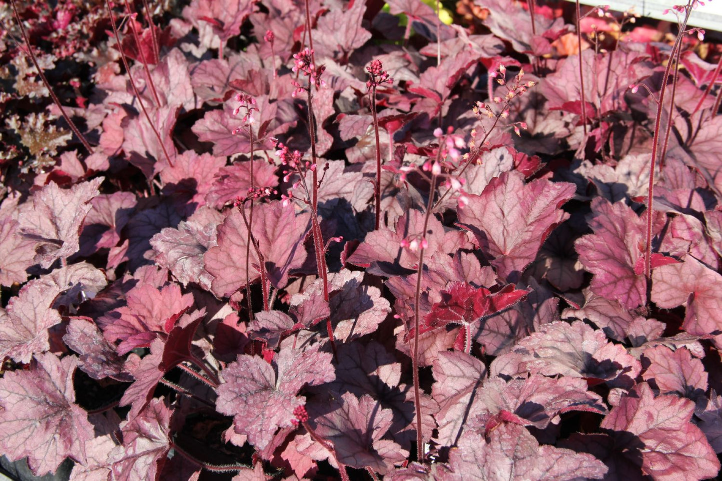 Heuchera 'Georgia Plum' (Silberglöckchen)