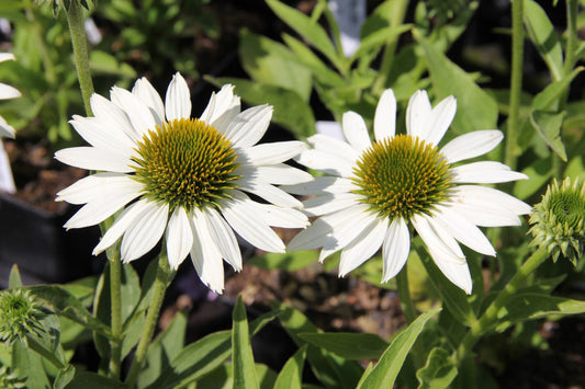 Echinacea 'Kismet® White' Scheinsonnenhut