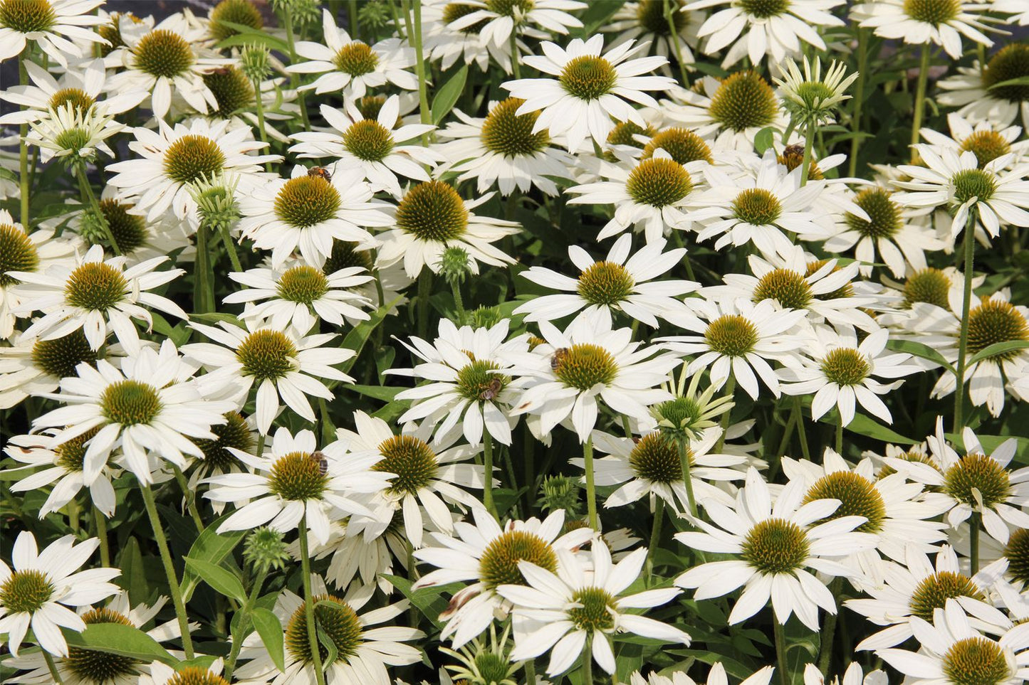 Echinacea 'Kismet® White' (Scheinsonnenhut)