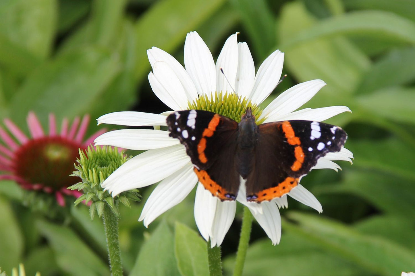 Echinacea 'Kismet® White' (Scheinsonnenhut)