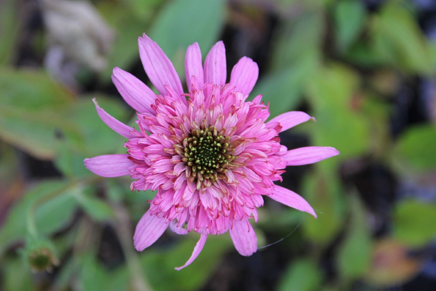 Echinacea 'Secret Romance' Scheinsonnenhut