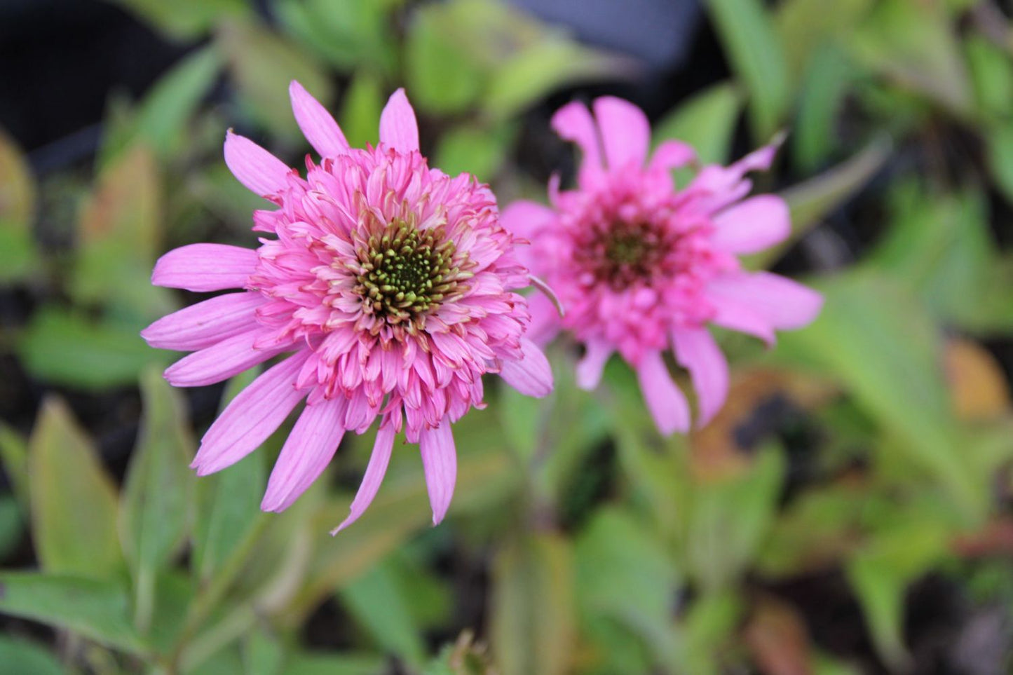 Echinacea 'Secret Romance' (Scheinsonnenhut)