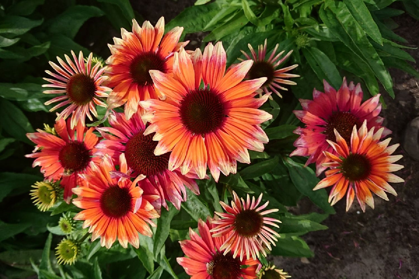 Echinacea 'Flamingo' Scheinsonnenhut